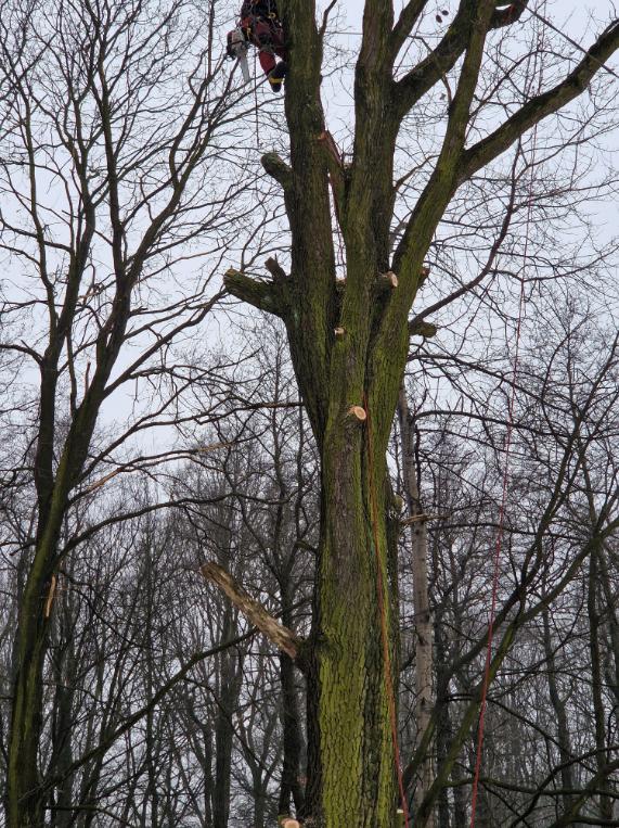 postupné kácení dubu poblíž plynové stanice Karviná